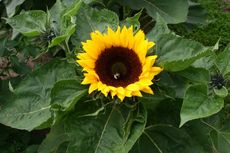 Sonnenblume_0090.jpg